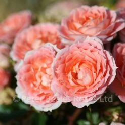 Flower Power (Patio Shrub Rose)