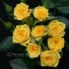Flower Power Gold (Patio Standard Rose) 1 Flower Power Gold (Patio Standard Rose) -Classic Roses Sales Store flower power gold 1000px 1