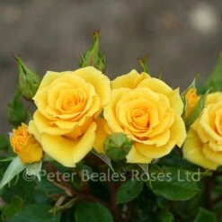 Flower Power Gold (Patio Standard Rose) -Classic Roses Sales Store flower power gold 29 1000px 1