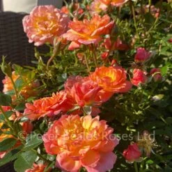 Fond Memories (Patio Shrub Rose) -Classic Roses Sales Store fond memories patio roses 8 1000px