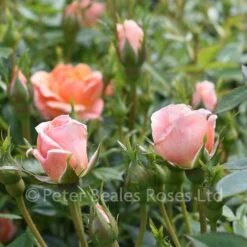 Fond Memories (Patio Shrub Rose) -Classic Roses Sales Store fond memories june 2021 jd 5 1000px