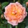 Fond Memories (Patio Shrub Rose) 2 Fond Memories (Patio Shrub Rose) -Classic Roses Sales Store fond memories june 2021 jd 81 1000px