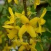 Forsythia X Intermedia Weekend -Classic Roses Sales Store forsythia week end bm 2018 12 1000px