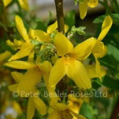 Forsythia X Intermedia Weekend 8 Forsythia X Intermedia Weekend -Classic Roses Sales Store forsythia week end bm 2018 1 1000px