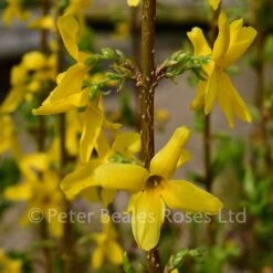 Forsythia X Intermedia Weekend 7 Forsythia X Intermedia Weekend -Classic Roses Sales Store forsythia week end bm 2018 5 1000px