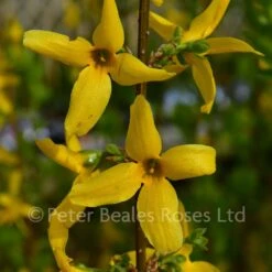 Forsythia X Intermedia Weekend 9 Forsythia X Intermedia Weekend -Classic Roses Sales Store forsythia week end bm 2018 8 1000px