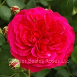 Frilly Cuff (Shrub Rose)