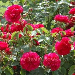 Frilly Cuff (Shrub Rose) -Classic Roses Sales Store frilly cuff bm 2015 3 1000px