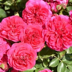 Frilly Cuff (Shrub Rose) -Classic Roses Sales Store frilly cuff bm 2017 5 1000px