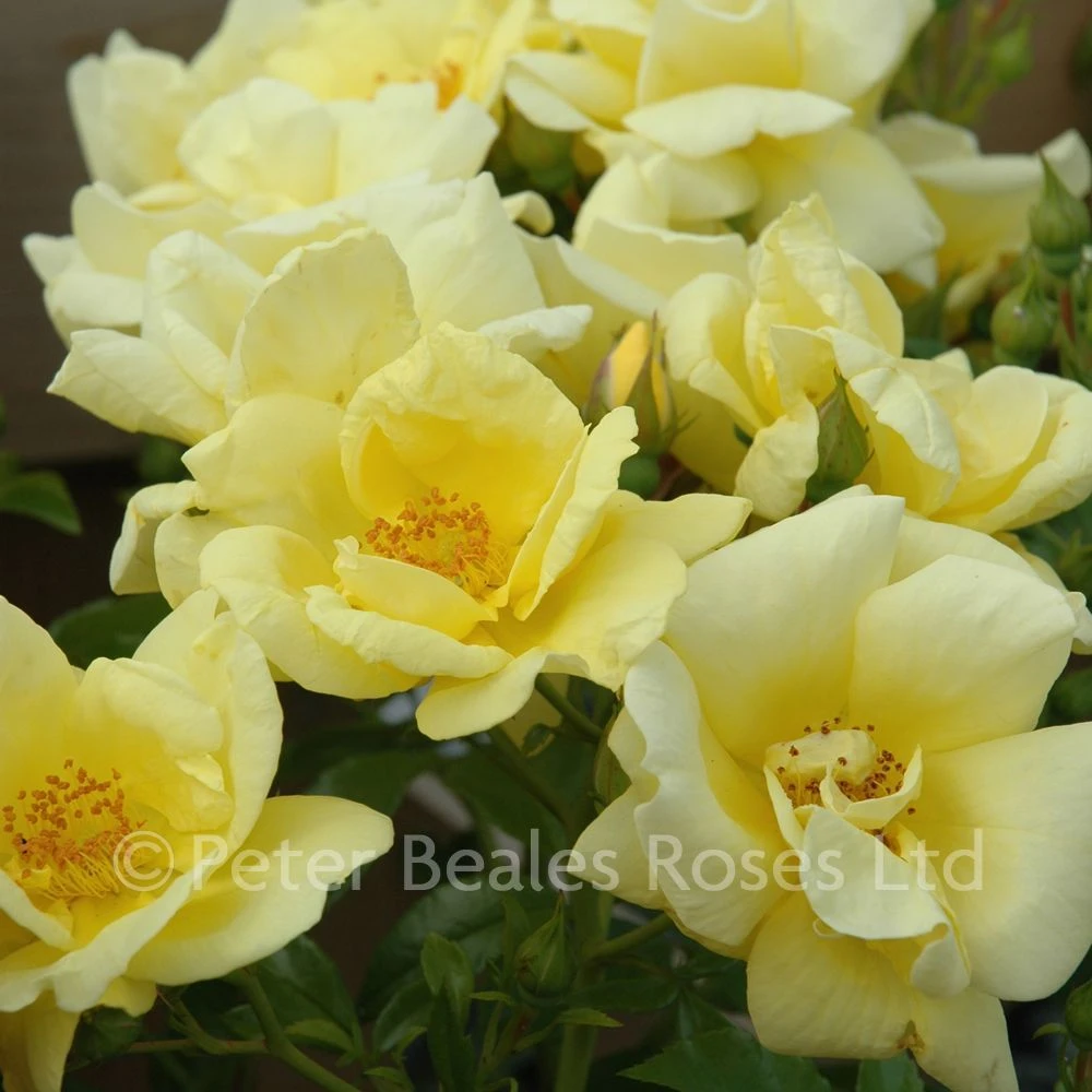 Gold Flower Carpet (Procumbent Rose) 4 Gold Flower Carpet (Procumbent Rose) - Image 2