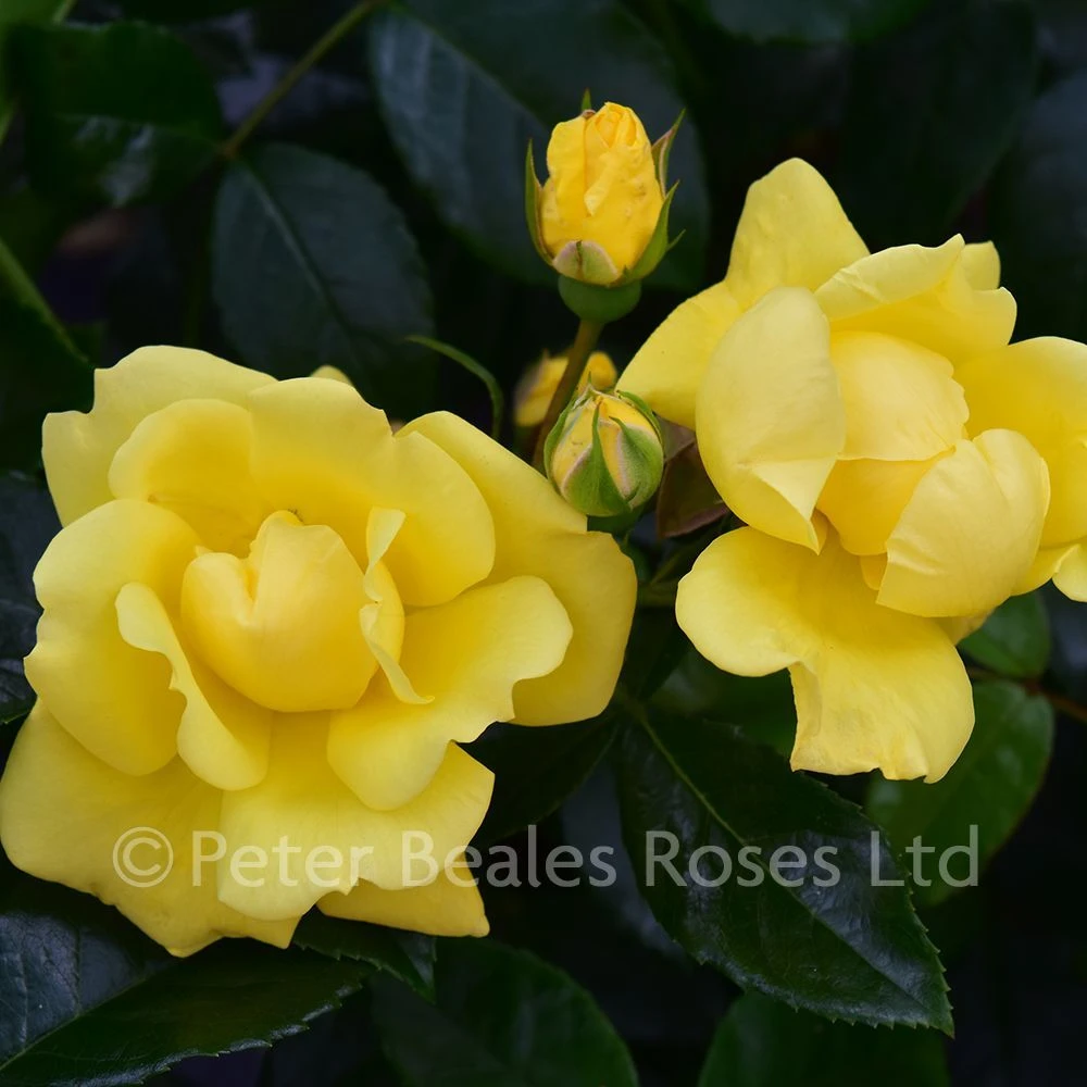 Gold Flower Carpet (Procumbent Rose) 6 Gold Flower Carpet (Procumbent Rose) - Image 4