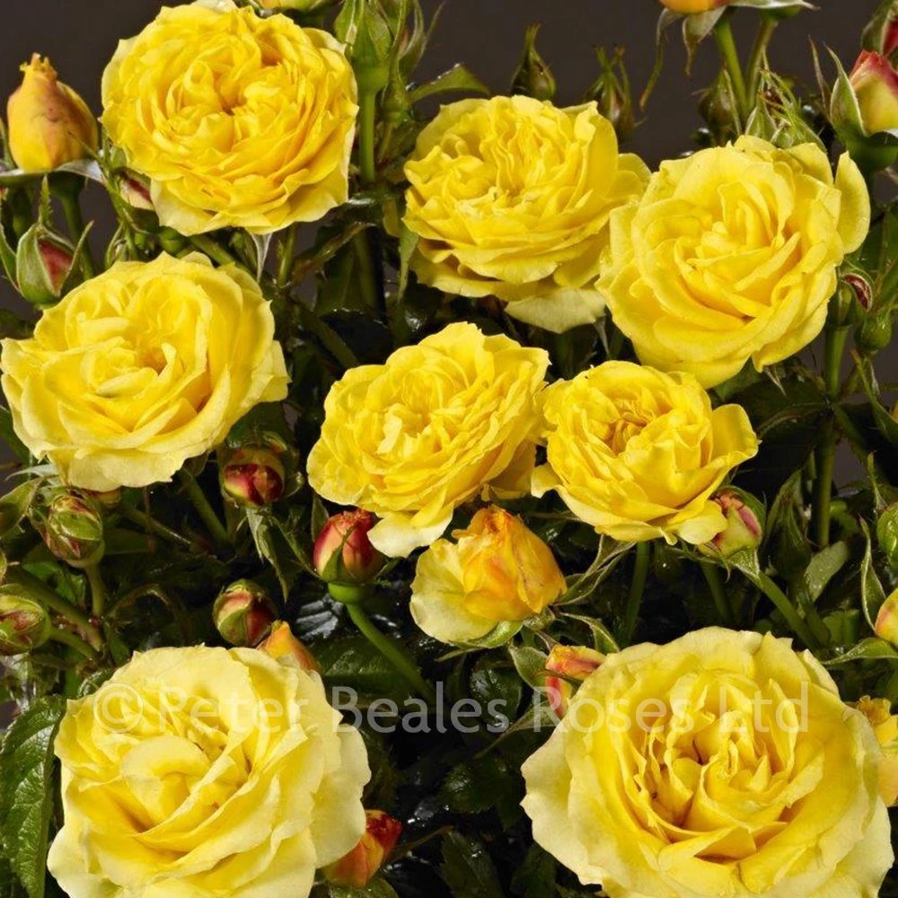 Golden Angel (Patio Shrub Rose) 4 Golden Angel (Patio Shrub Rose) - Image 2