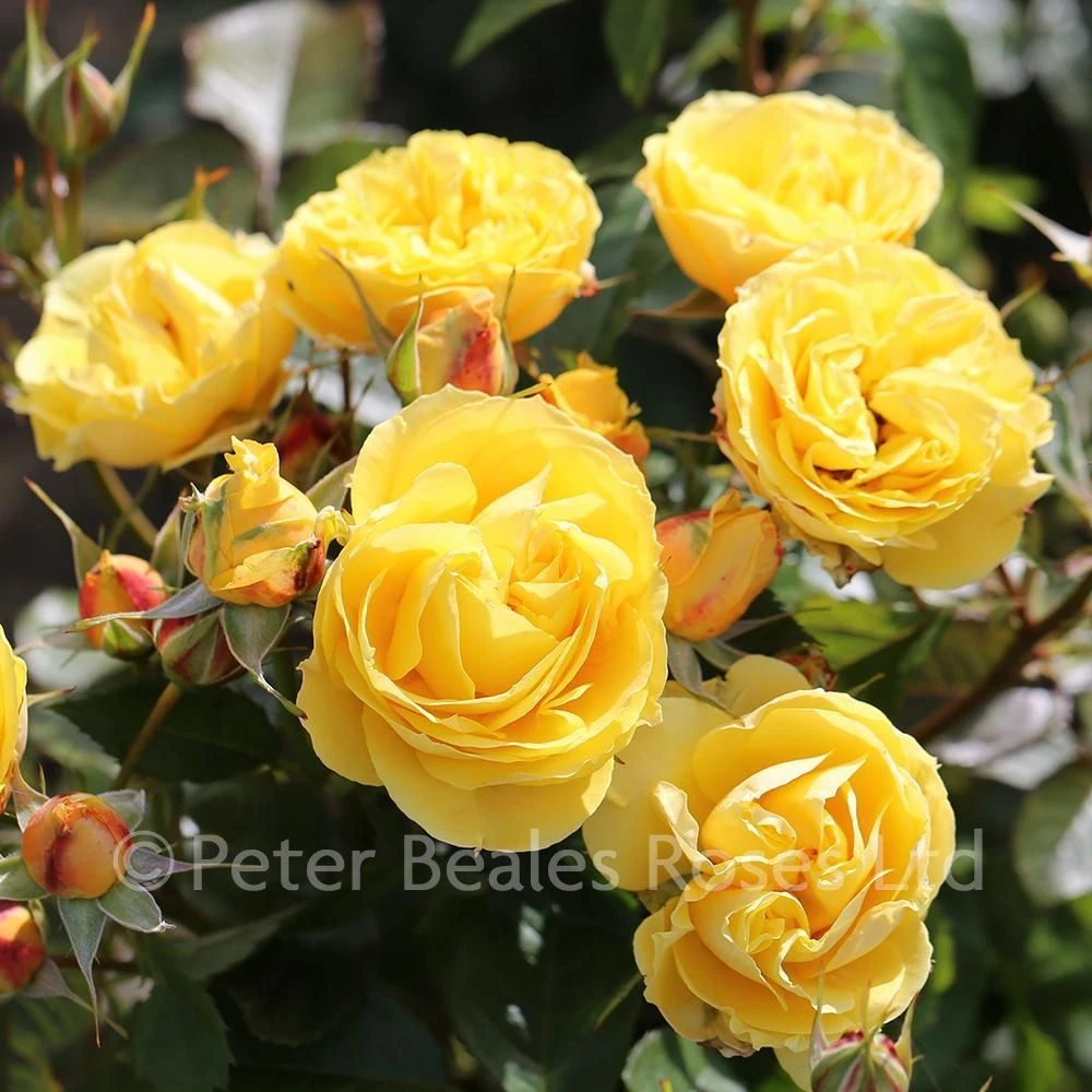 Golden Angel (Patio Shrub Rose) 3 Golden Angel (Patio Shrub Rose)