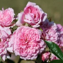 Graciously Pink (Patio Shrub Rose)