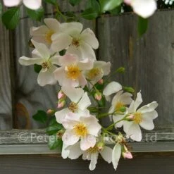 Grouse (Procumbent Rose) -Classic Roses Sales Store grouse garden shot 7 1000px