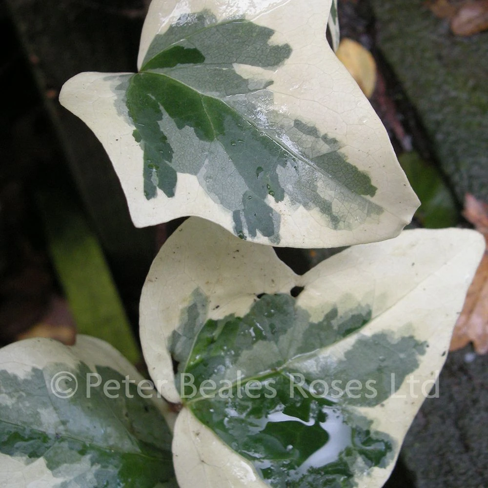 Hedera Algeriensis Gloire De Marengo 3 Hedera Algeriensis Gloire De Marengo