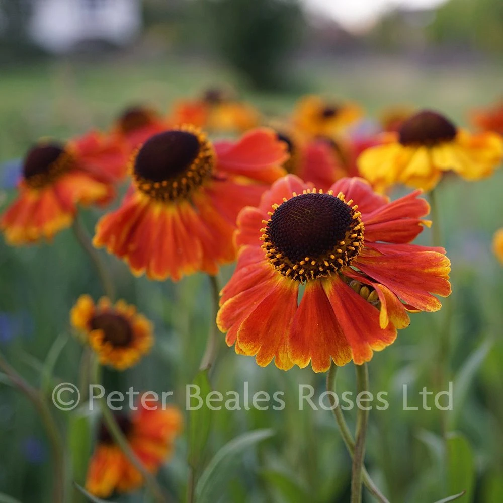 Helenium Sahin's Early Flowerer 3 Helenium Sahin's Early Flowerer