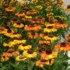 Helenium Short And Sassy 2 Helenium Short And Sassy -Classic Roses Sales Store helenium short n sassy 01 bw 1000px