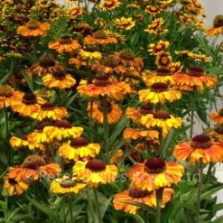 Helenium Short And Sassy