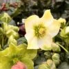 Helleborus Jasper -Classic Roses Sales Store hellebore jasper 1000px