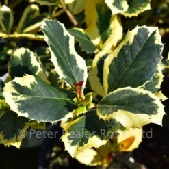 Ilex X Altaclerensis Golden King