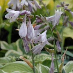Hosta Wide Brim (Plantain Lily) -Classic Roses Sales Store hosta wide brim bm 2015 4 1000px