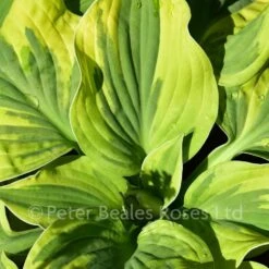 Hosta Wide Brim (Plantain Lily) -Classic Roses Sales Store hosta wide brim bm 2017 2 1000px