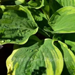 Hosta Wide Brim (Plantain Lily) -Classic Roses Sales Store hosta wide brim bm 2017 4 1000px
