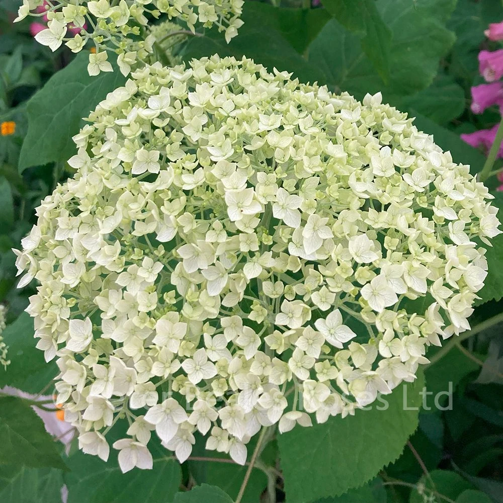 Hydrangea Arborescens Annabelle (Sevenbark) 4 Hydrangea Arborescens Annabelle (Sevenbark) - Image 2