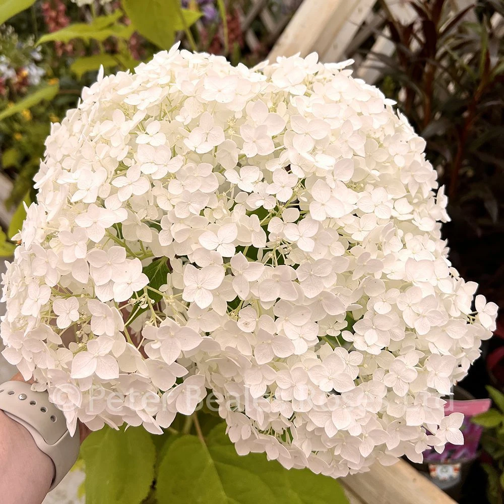 Hydrangea Arborescens Annabelle (Sevenbark) 3 Hydrangea Arborescens Annabelle (Sevenbark)