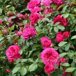 Classic Roses Sales Store -Classic Roses Sales Store ivors rose bm may 16 16 1000px