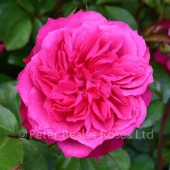 Classic Roses Sales Store 14 Ivor's Rose (Shrub Rose)