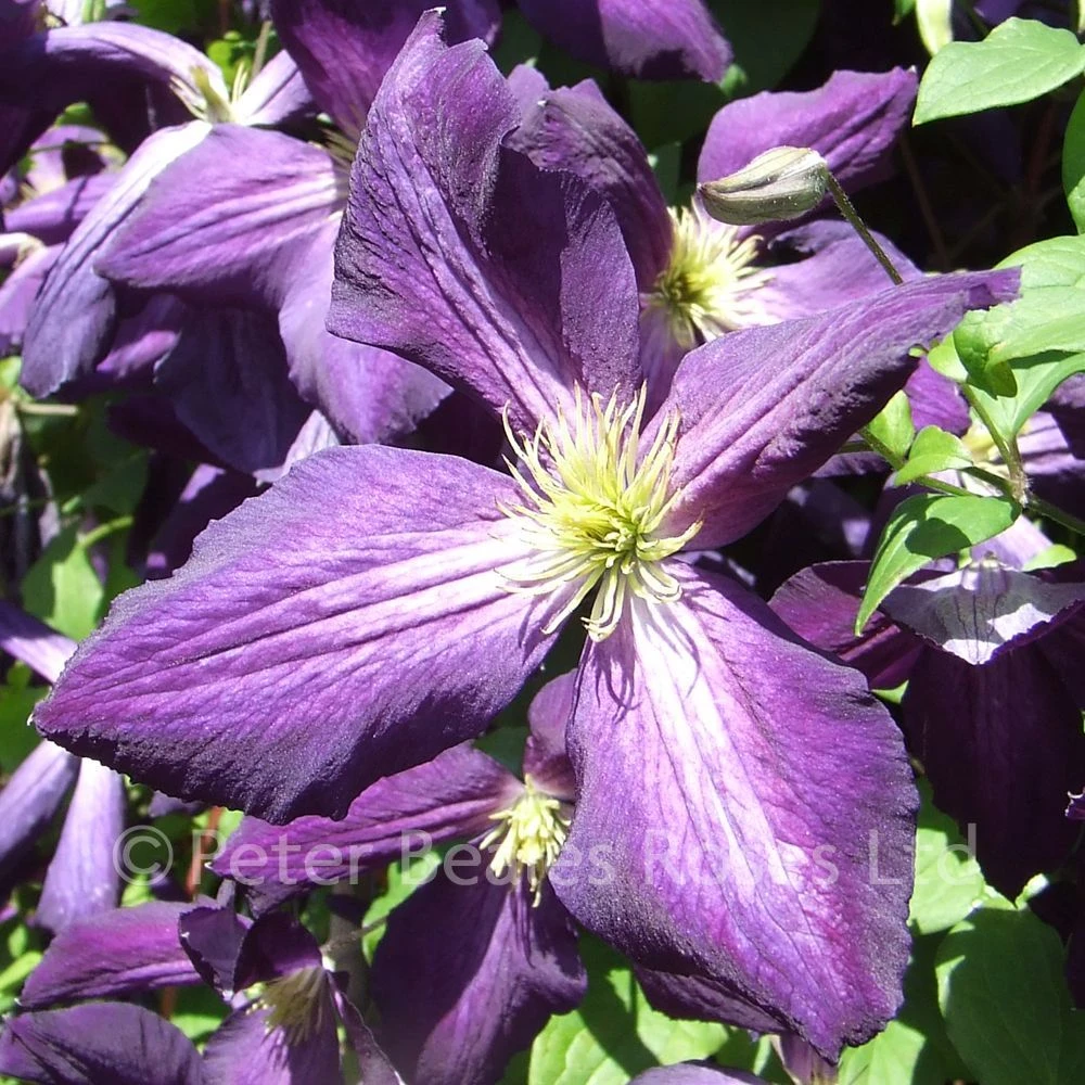 Clematis Jackmanii Purpurea 5 Clematis Jackmanii Purpurea - Image 3