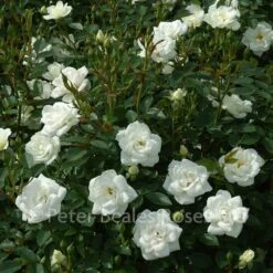 Kent (Procumbent Rose) -Classic Roses Sales Store kent 1000px