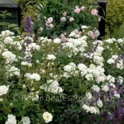 Kent (Procumbent Rose) -Classic Roses Sales Store kent bm 2015 11 1000px