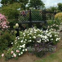 Kent (Procumbent Rose) -Classic Roses Sales Store kent bm 2015 8 1000px