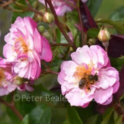 Lavender Siluetta (Patio Rambling Rose) -Classic Roses Sales Store lavendar siluetta 13 1000px