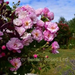 Lavender Siluetta (Patio Rambling Rose) -Classic Roses Sales Store lavendar siluetta 3 1000px
