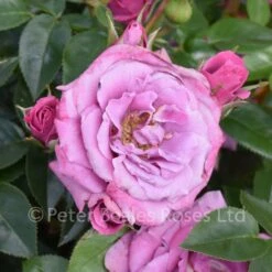 Lavender Symphonies (Patio Shrub Rose)