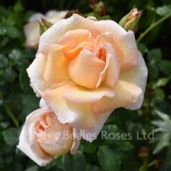 Classic Roses Sales Store 8 Liverpool Hope (Shrub Rose)