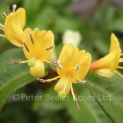 Lonicera Copper Beauty