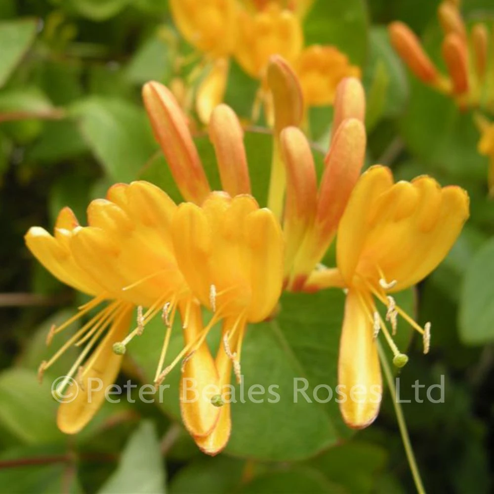 Lonicera X Tellmanniana 4 Lonicera X Tellmanniana - Image 2