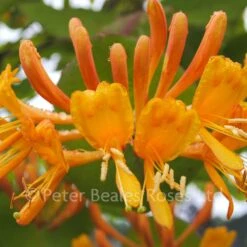 Lonicera X Tellmanniana