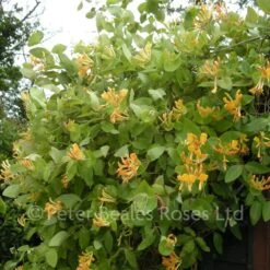 Lonicera X Tellmanniana 7 Lonicera X Tellmanniana -Classic Roses Sales Store lonicera x tellmanniana large 1000px