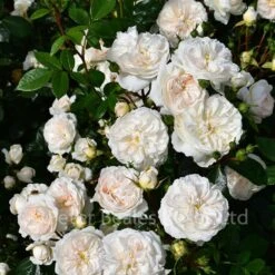 Macmillan Nurse (Modern Standard Rose) -Classic Roses Sales Store macmillan nurse gardens bm june 2019 214 1000px 2