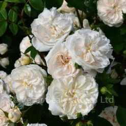 Macmillan Nurse (Half Standard Rose) -Classic Roses Sales Store macmillan nurse gardens bm june 2019 216 1000px 1