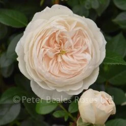 Macmillan Nurse (Modern Standard Rose) -Classic Roses Sales Store macmillan nurse chelsea 2016 10 1000px 3