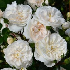 Macmillan Nurse (Modern Standard Rose)