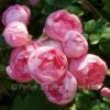 Macrantha Raubritter (Procumbent Rose) -Classic Roses Sales Store macrantha raubritter 1000px