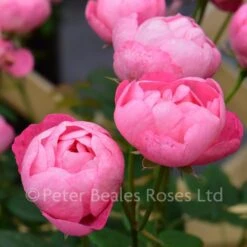 Macrantha Raubritter (Procumbent Rose) 7 Macrantha Raubritter (Procumbent Rose) -Classic Roses Sales Store macrantha raubritter bm 2016 8 1000px